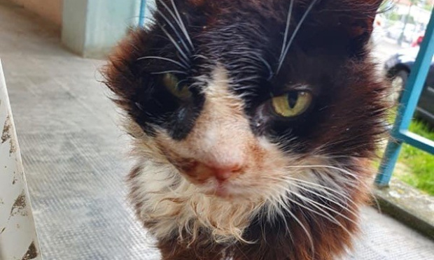 Maires de France, écoutez la misère des chats errants