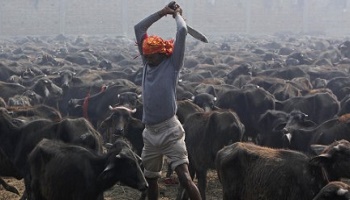 Mettons fin aux monstreux sacrifices de Gadhimai