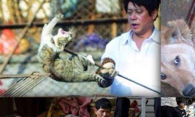 Contre les atrocités du festival Yulin