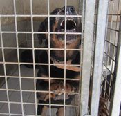 Lettre ouverte à la direction de la SPA : les masques doivent tomber !