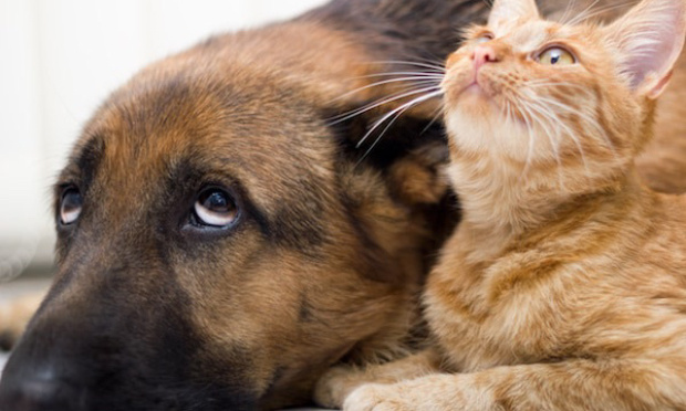 Pour une interdiction de l&rsquo;exp&eacute;rimentation animale