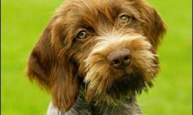 Peine de prison ferme pour l'individu ayant tué à coups de fusil son griffon à Mougins et l'ayant jeté dans une benne à ordures le 27 juin 2020