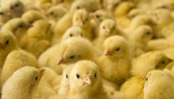 Poussins et canetons broyés vivants  : halte à la barbarie !