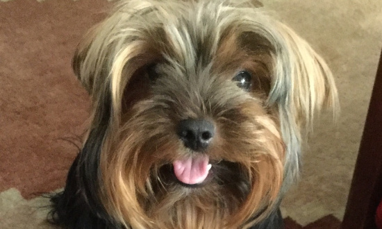 Justice pour Moustik