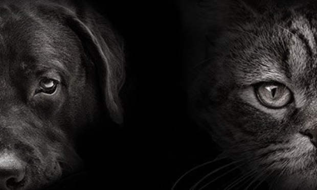 Création d'une brigade française contre la violence animale