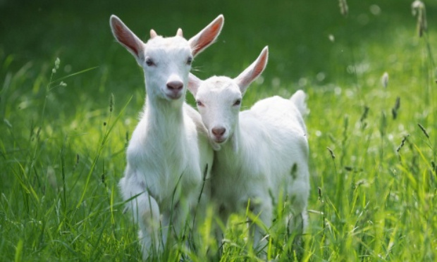 Cesser la maltraitance des animaux à Marjane