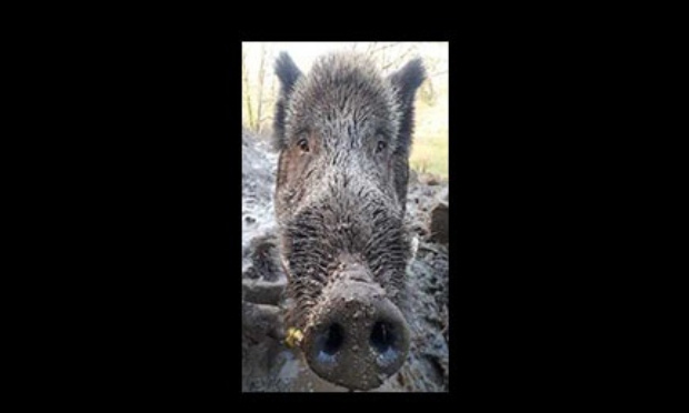 Il faut sauver Maurice