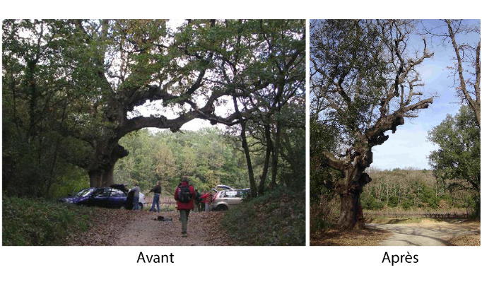 Sauver un arbre en péril en signant une pétition. Le Chêne de Védas a besoin de nous !