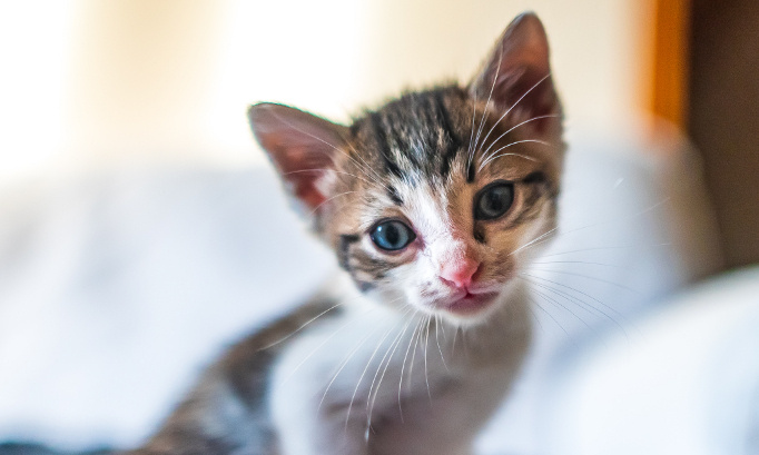 Pour la création d'un refuge pour animaux errants du Haut-Doubs