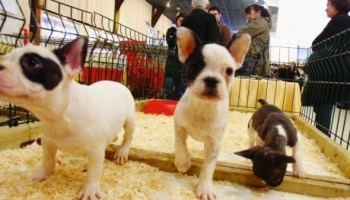 STOP aux salons du chiot