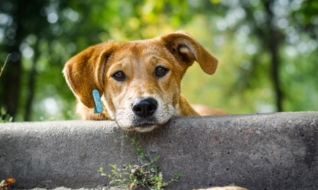 Arrêtons le massacre des chats et chiens en Algérie, ça suffit 