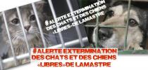 Non à l'extermination des chats et chiens libres de Lamastre (07)