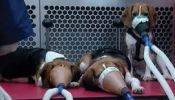 Contre l'expérimentation scientifique sur les chiens