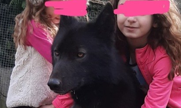 Rendez moi mon chien qui n'est pas un loup hybride