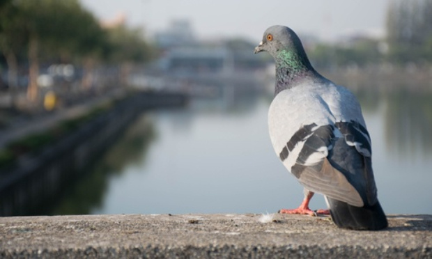 Contre la stérilisation des pigeons de Gap