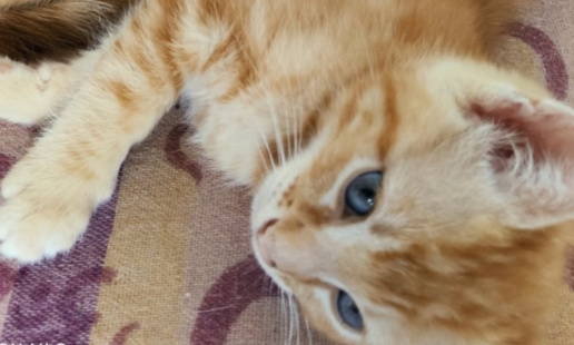 Justice pour Roots et Riddim, abattus à coup de fusil