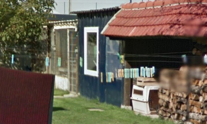 Aboiements des chiens jour et nuit