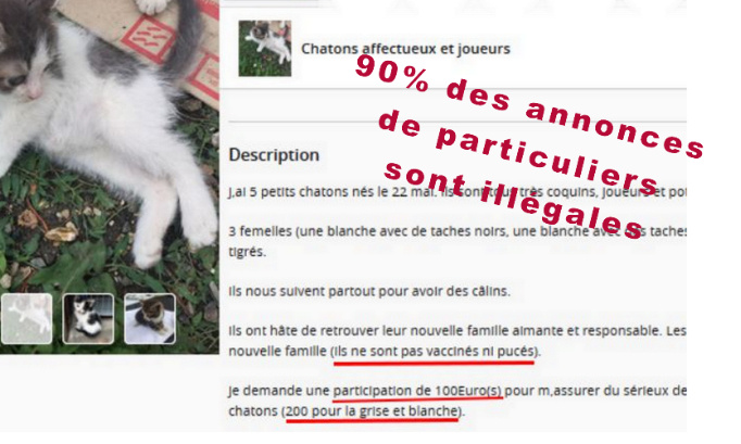 Faire appliquer l'ordonnance sur le don et la vente d'animaux domestiques