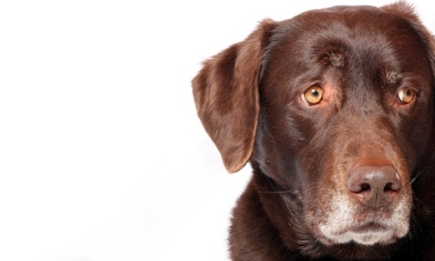 Contre les pétards autorisés le 14 Juillet