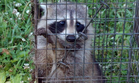 Non à l'extermination des ratons laveurs