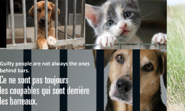 Sanction sévère  pour l'abandon et maltraitance d'animaux