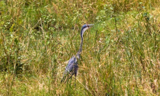 Non au massacre des grues cendrées à cause d'implantation d'éoliennes !