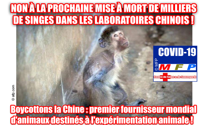 NON À LA PROCHAINE MISE À MORT DE MILLIERS DE SINGES DANS LES LABORATOIRES CHINOIS !