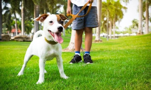 Soyons responsables de nos animaux