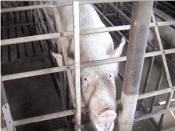 Pétition pour intégrer la protection animale dans le projet d’échanges commerciaux entre l' Union européenne (UE)et le Canada