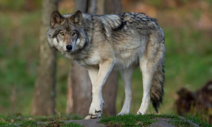 Protégeons le loup aperçu le 21/07