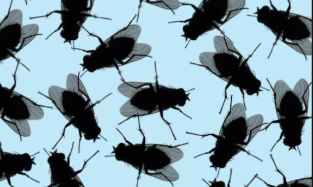 STOP aux odeurs nauséabondes et mouches qui nous empêchent de profiter de notre extérieur