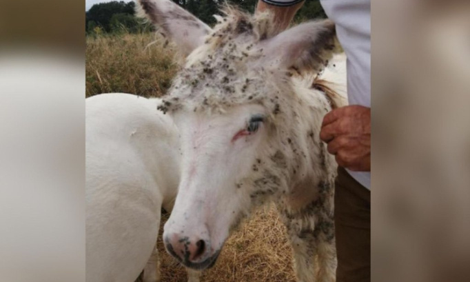 Un âne tondu par des inconnus pour exploiter son poil : qu'une sanction soit émise