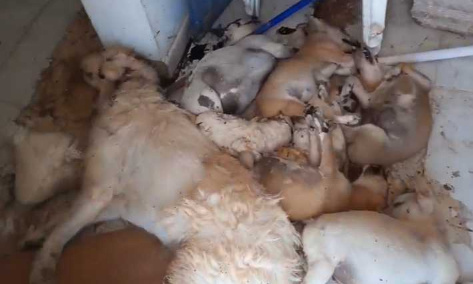 Plus de 20 chiens sauvagement tués dans un refuge. Pour que l'article 317 soit sérieusement appliqué. Punir toute personne exerçant un traitements cruel, dégradant ou inhumain sur les animaux.