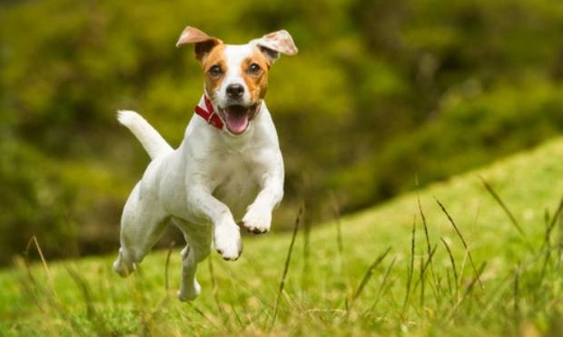 Justice pour notre chienne, tuée par balle chez elle