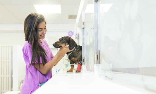 Rester auprès de son animal dans les cliniques la nuit