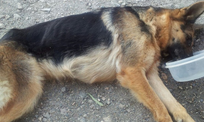 Justice pour le berger allemand et les trois chèvres mortes de faim et soif à Offrethun ( Pas de Calais)