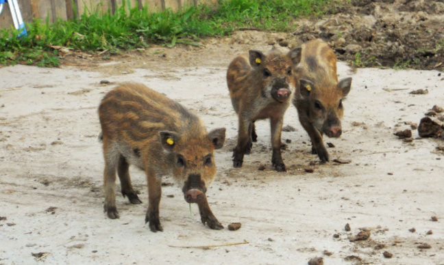 3 marcassins d'élevage lâchés pour la chasse