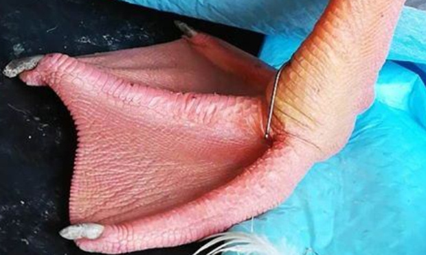 MALTRAITANCE ET NEGLIGENCE ANIMALES AU PARC D'ALLEUR