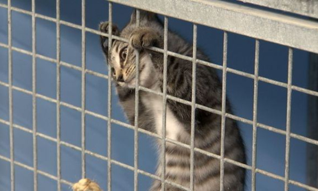 Pour la suppression des catégories 