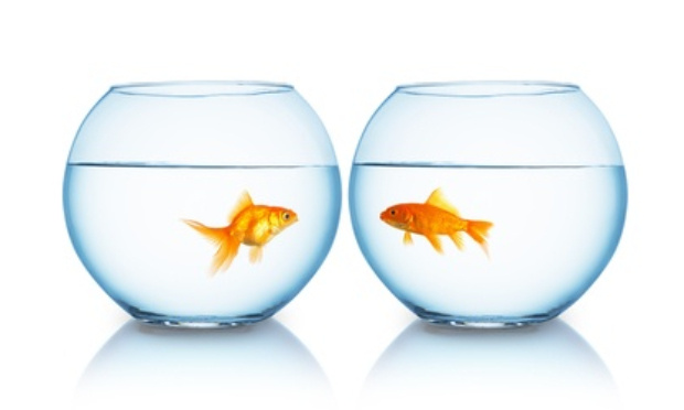 GAMM VERT : La place d'un poisson n'est pas dans un bocal (ni dans un verre d'eau !)