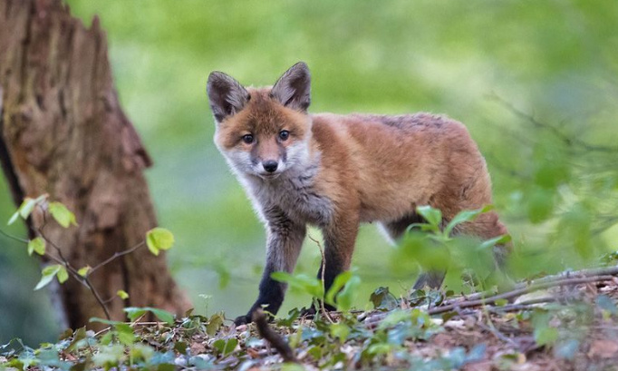 Le lobby des chasseurs obtient l'accord d'un préfet pour détruire 1430 renards. Les chasseurs s'imposent en exterminateurs de la nature. INDIGNONS-NOUS !!!
