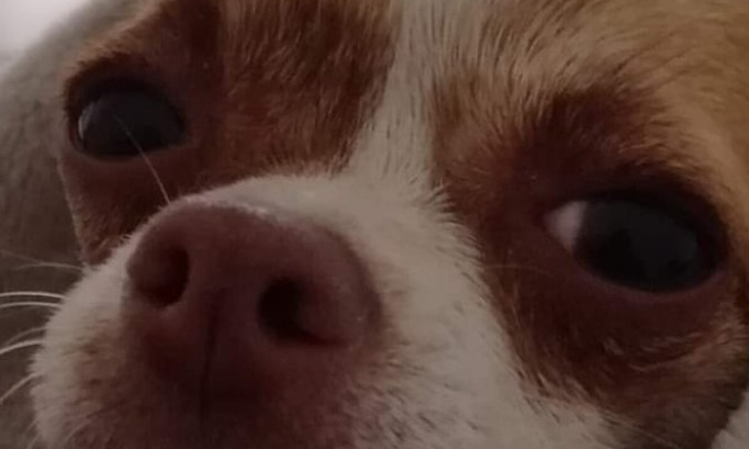 Création parc à chien clôturé à Cognac