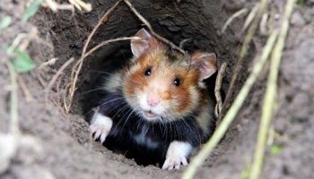 Pour la cause du grand hamster d'Alsace