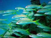 Créons une petite réserve sur chaque plage de la France