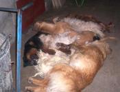 Lutte pour la stérilisation et castration des chiens des sdf, pour enrayer le traffic...