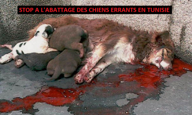 Stop à l'abattage des chiens errants en Tunisie !