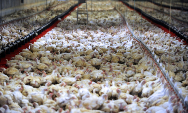 La cruauté des poulets, ça suffit !