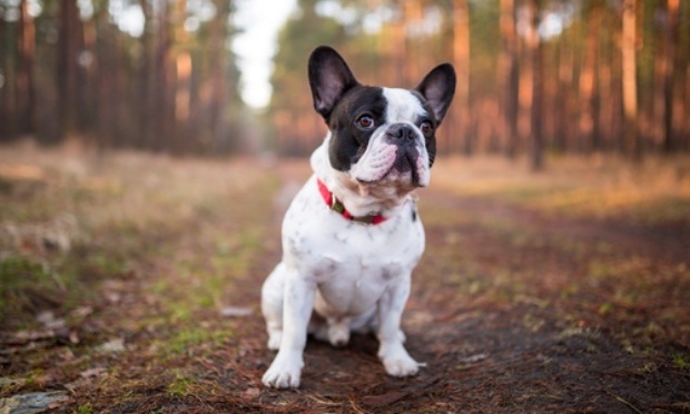 STOP à la relaxe de l'auteur du massacre de Rocky, petit bouledogue français au Rouge Cloître à Auderghem