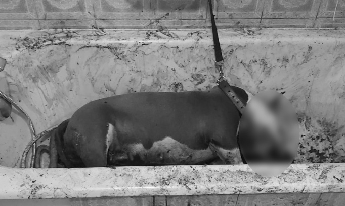 Peine maximale contre l'individu ayant attaché et poignardé la chienne INA dans une baignoire à Morsang-sur-Orge