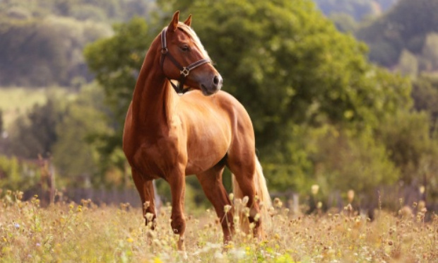 Permis de possession d'équidés